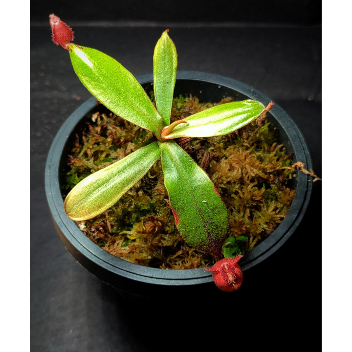 Nepenthes Vik × Amp Hybrid