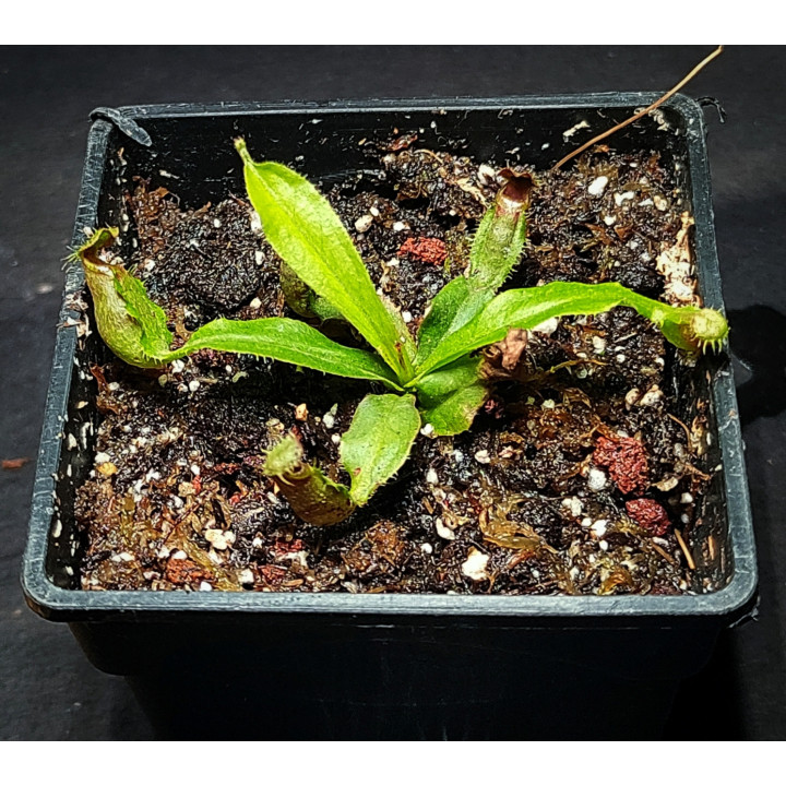 Nepenthes Mirabilis Hybrid
