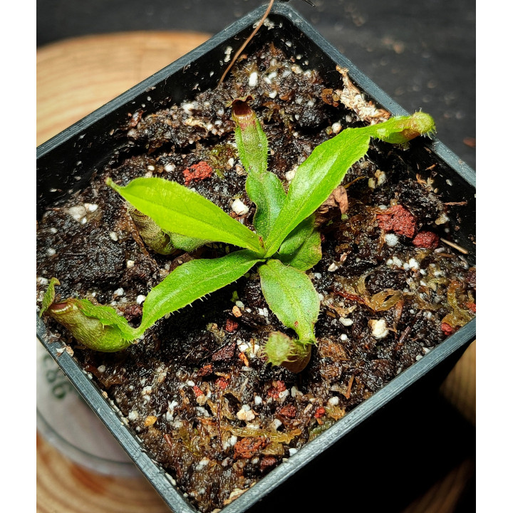 Nepenthes Mirabilis Hybrid