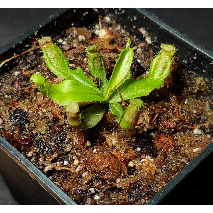 Nepenthes Mirabilis Hybrid