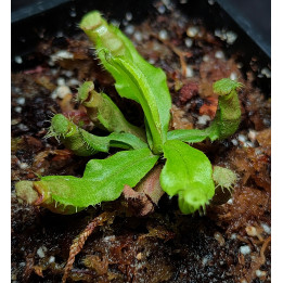 Nepenthes Mirabilis Hybrid