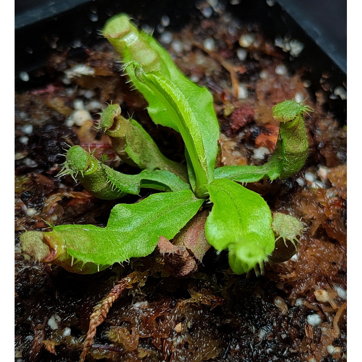 Nepenthes Mirabilis Hybrid