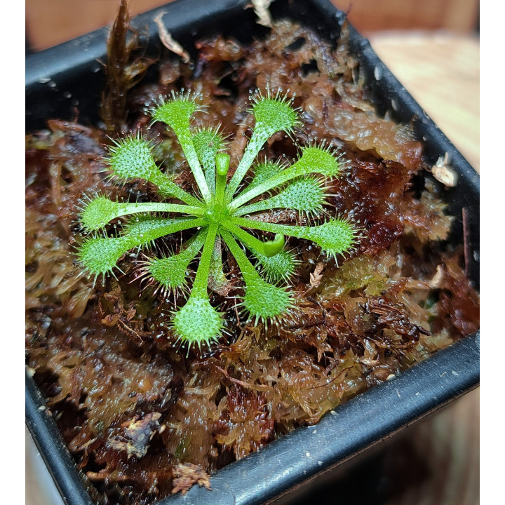 Drosera Tokaiensis