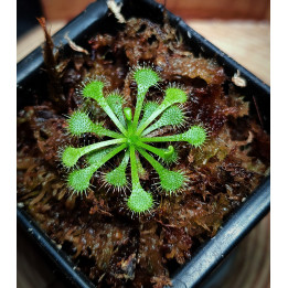 Drosera Tokaiensis