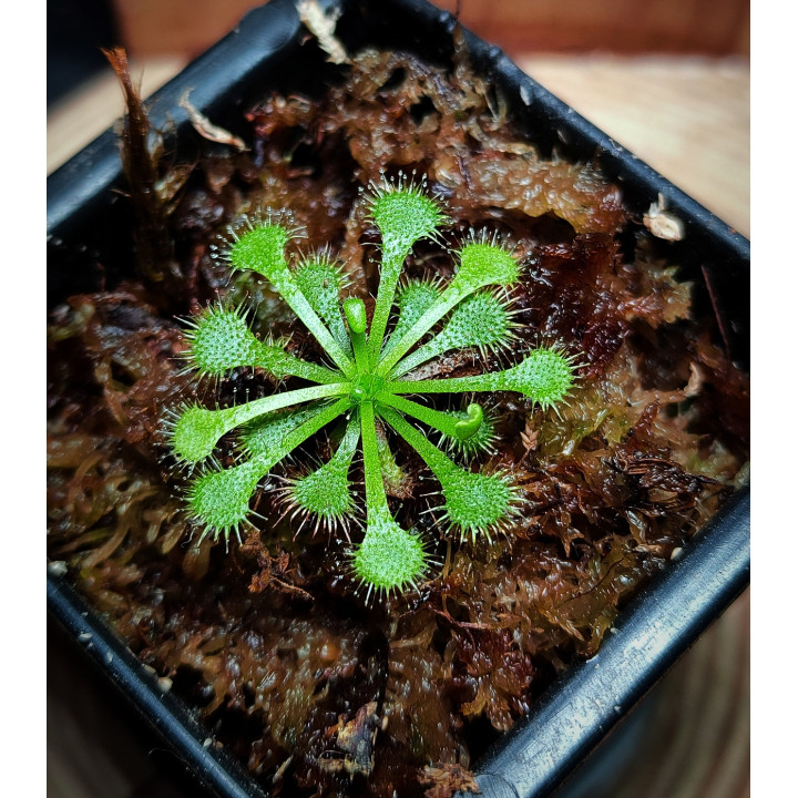 Drosera Tokaiensis