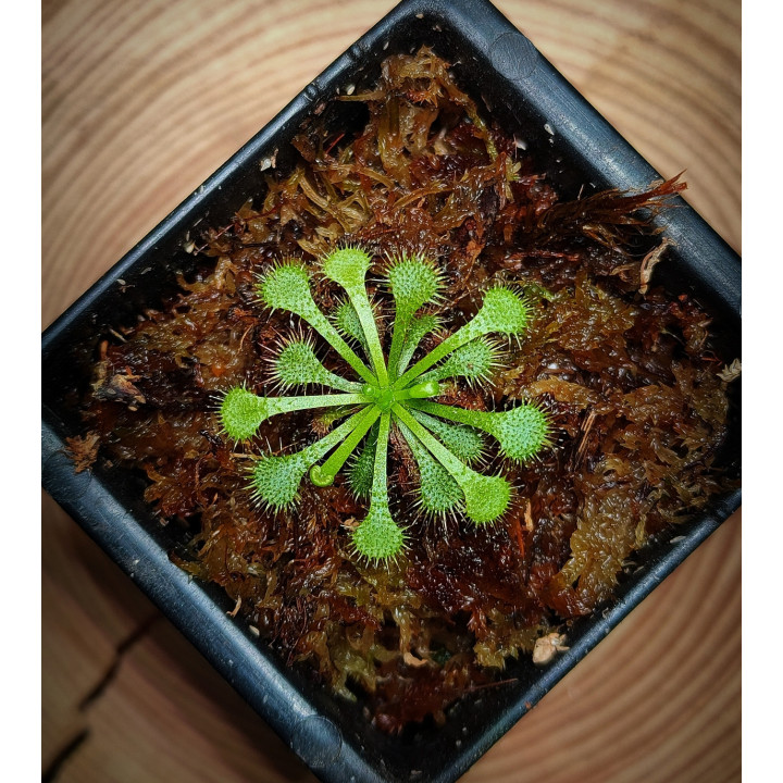 Drosera Tokaiensis