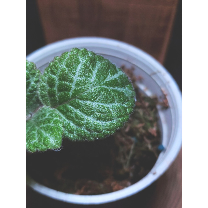 Episcia Plant