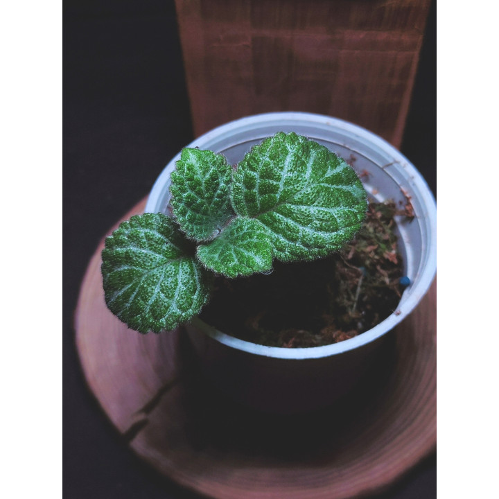 Episcia Plant