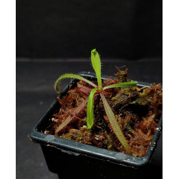 Drosera Adelae