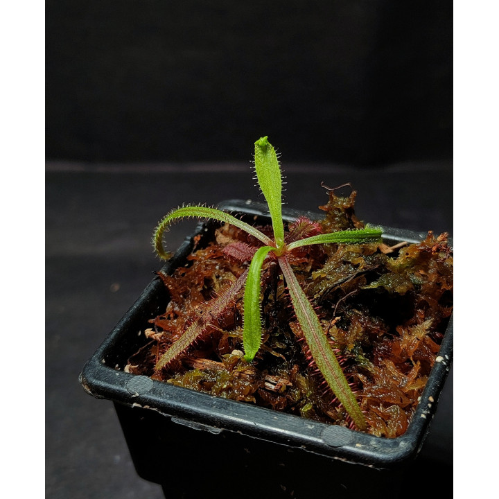 Drosera Adelae