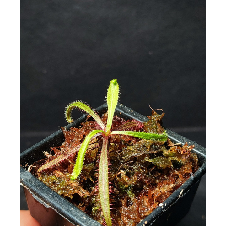 Drosera Adelae