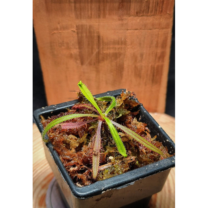 Drosera Adelae