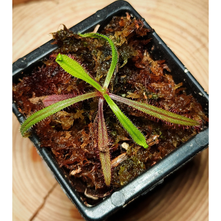 Drosera Adelae