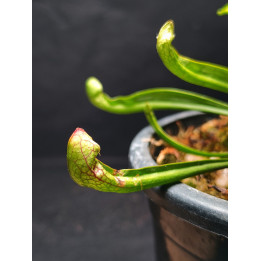 Sarracenia Starlet Belle