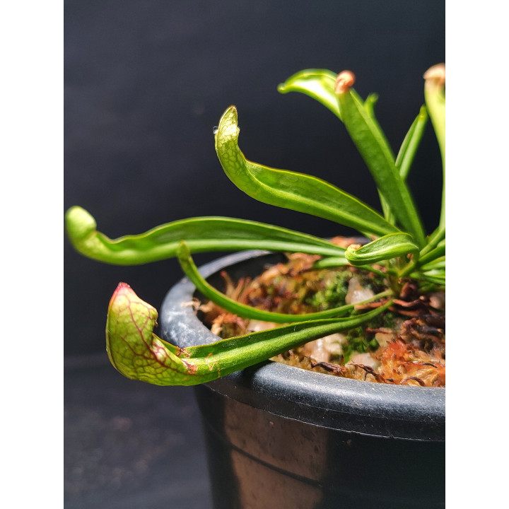 Sarracenia Starlet Belle