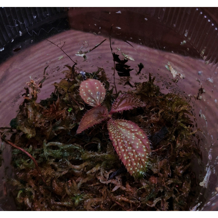 Sonerila Sp
