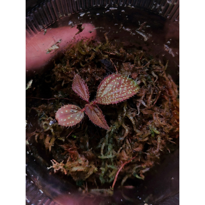 Sonerila Sp