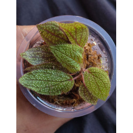 Sonerila Sp