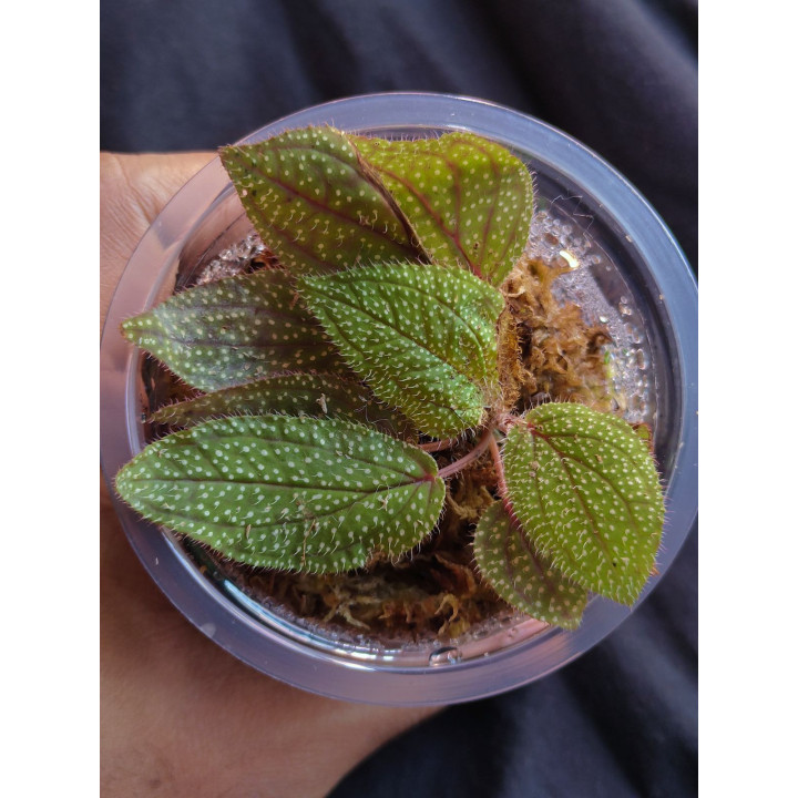 Sonerila Sp