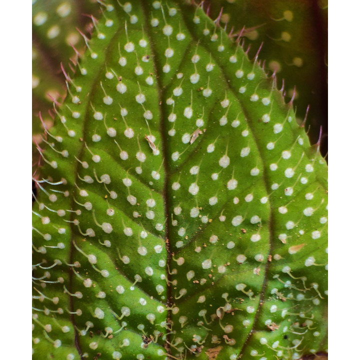 Sonerila Sp