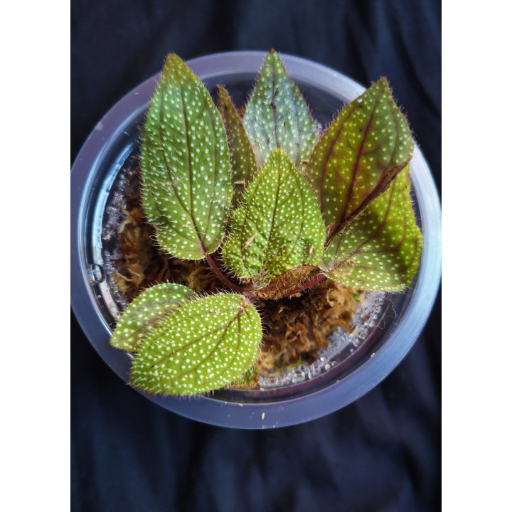 Sonerila Sp