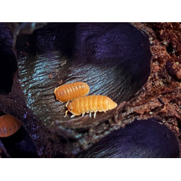 C. Murina Orange Isopods