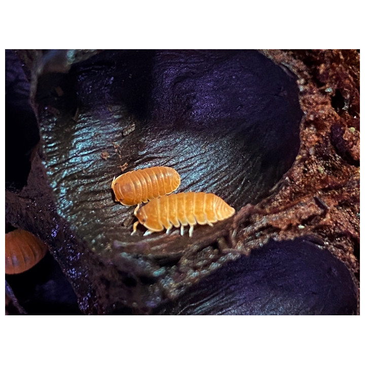 C. Murina Orange Isopods