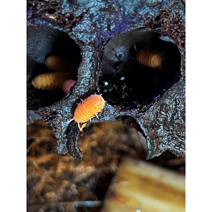 C. Murina Orange Isopods