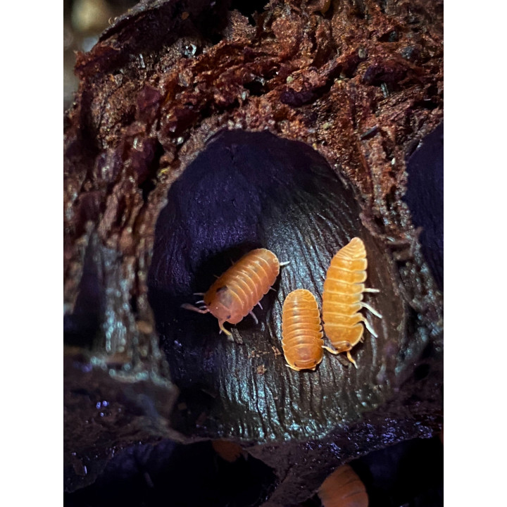 C. Murina Orange Isopods