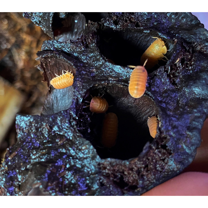 C. Murina Orange Isopods