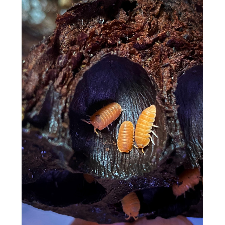 C. Murina Orange Isopods