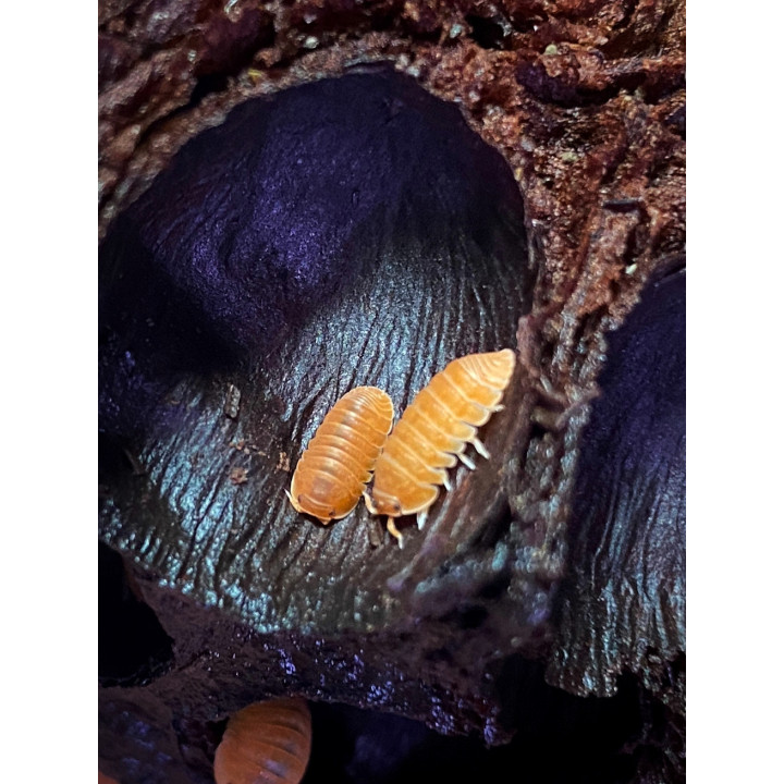C. Murina Orange Isopods