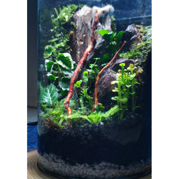 Terrarium – Blend of Nature