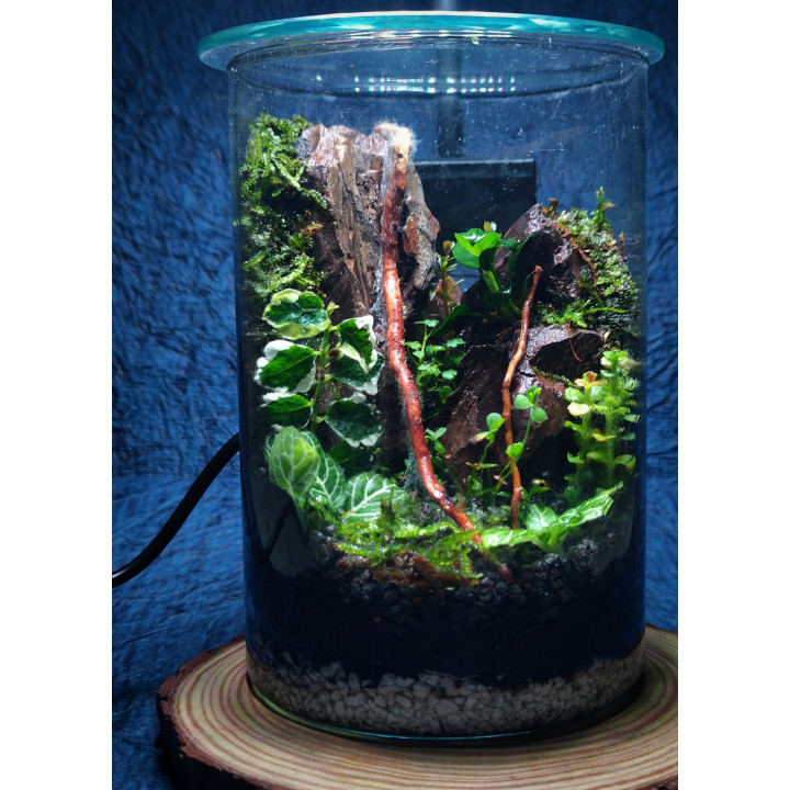 Terrarium – Blend of Nature