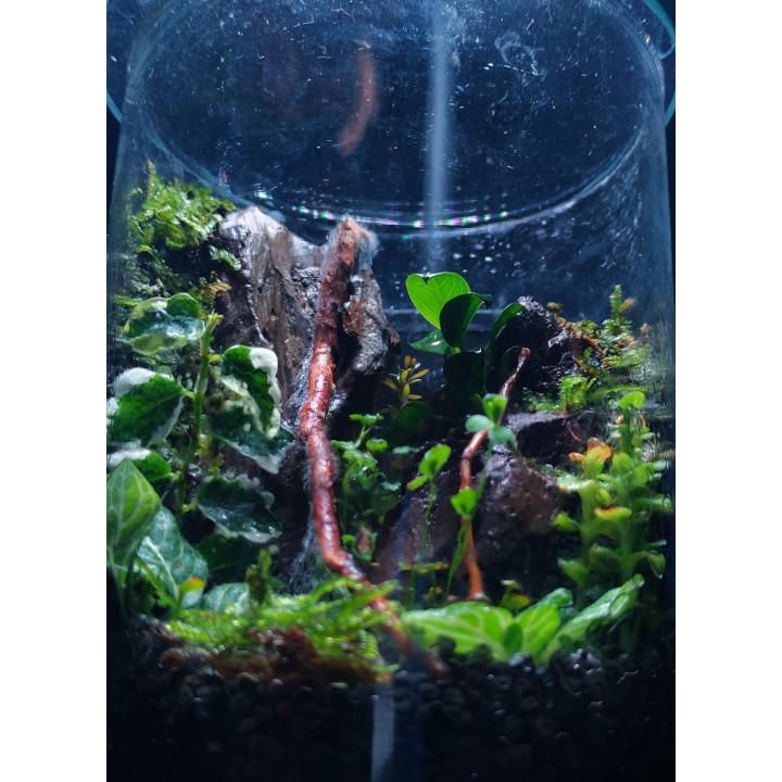 Terrarium – Blend of Nature