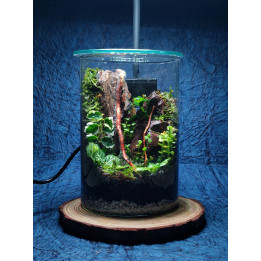Terrarium – Blend of Nature