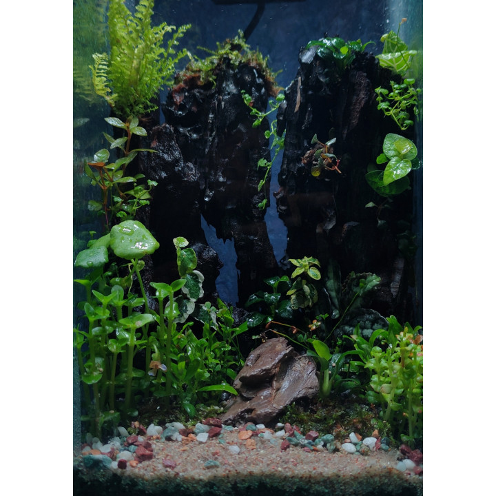 Glass Box Terrarium