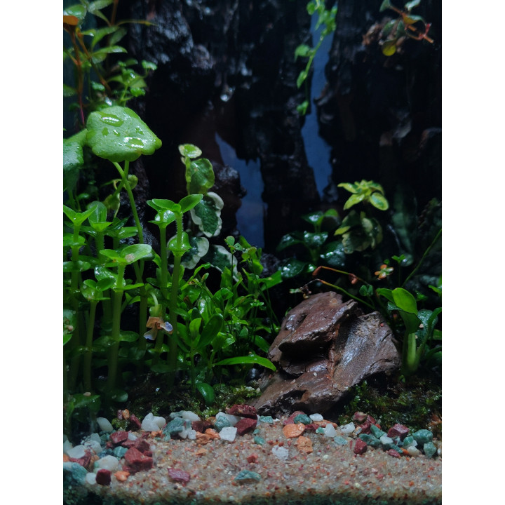 Glass Box Terrarium