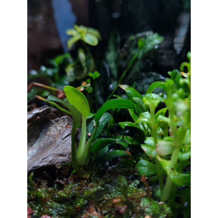 Glass Box Terrarium