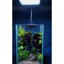 Glass Box Terrarium