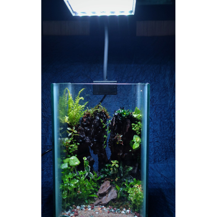 Glass Box Terrarium