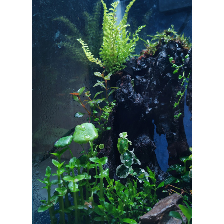 Glass Box Terrarium