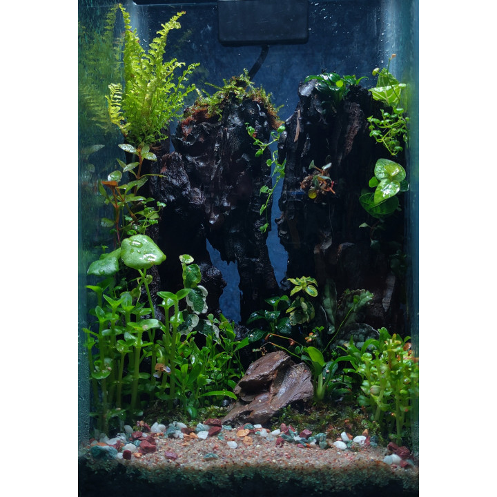 Glass Box Terrarium