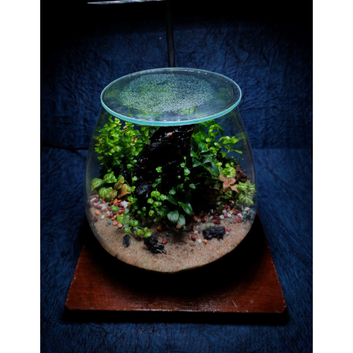 Terrarium - Miniature Garden