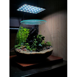 Terrarium - Miniature Garden