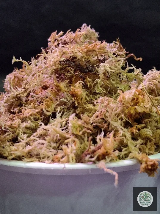 Sphagnum Moss