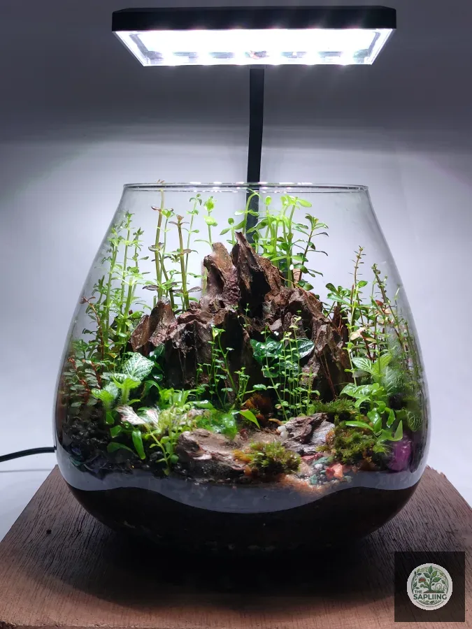 Terrarium - Virgin Mountain