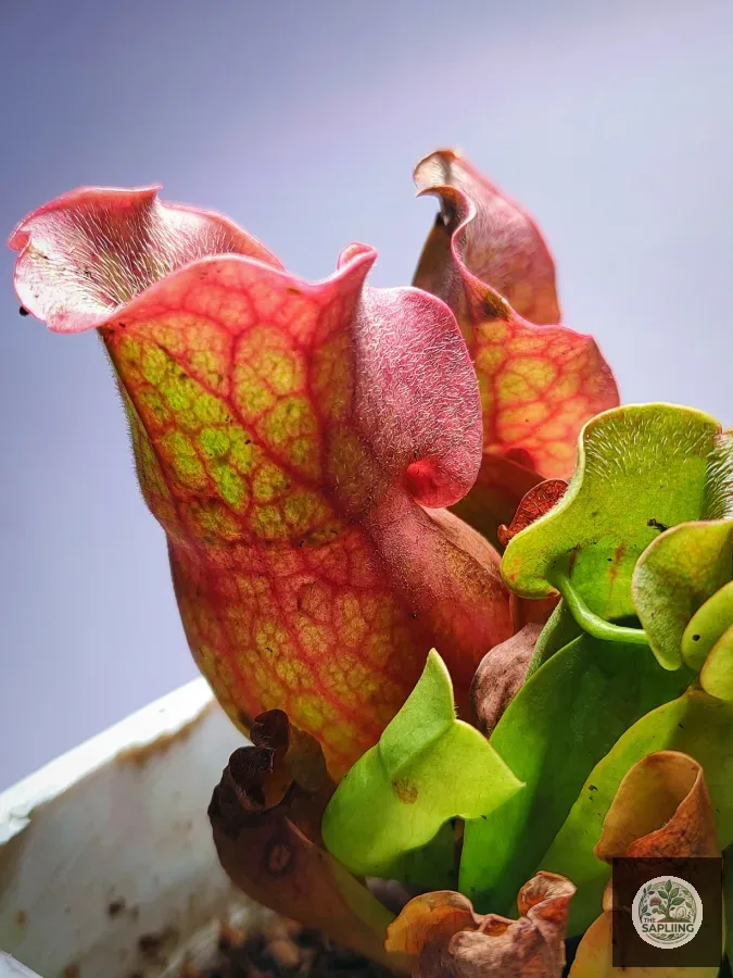 Sarracenia purpurea ‘Crimson Hood’
