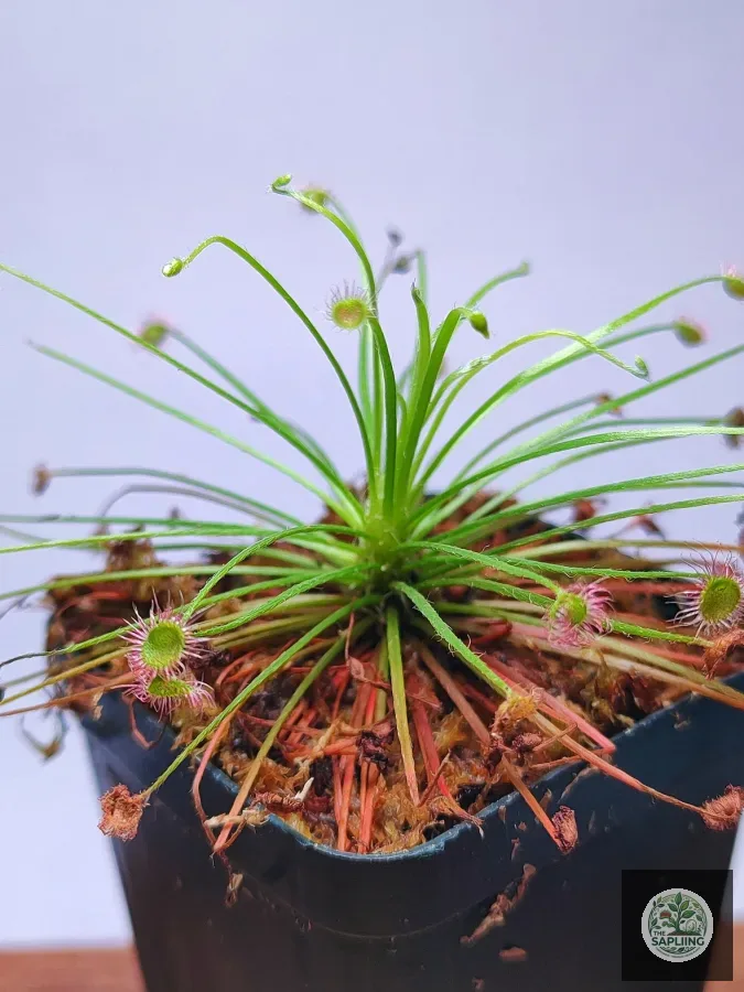 Drosera paradoxa
