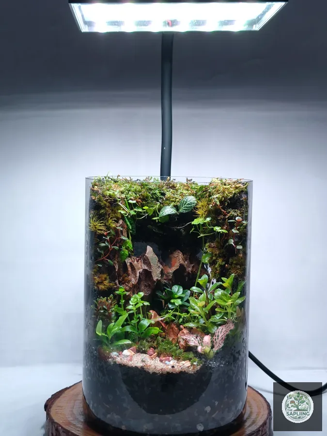 Terrarium - A Forest from Another Time